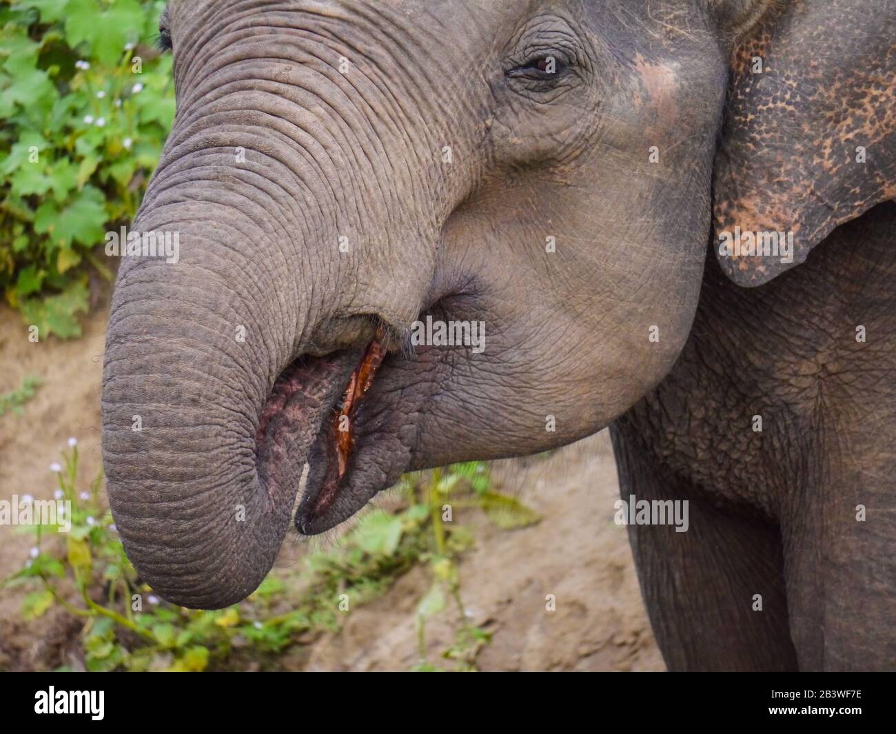 Un elefante giovanile dello Sri Lanka (Elephas maximus maximus) che beve acqua da un fiume a Udawalawe Nationalpark Foto Stock