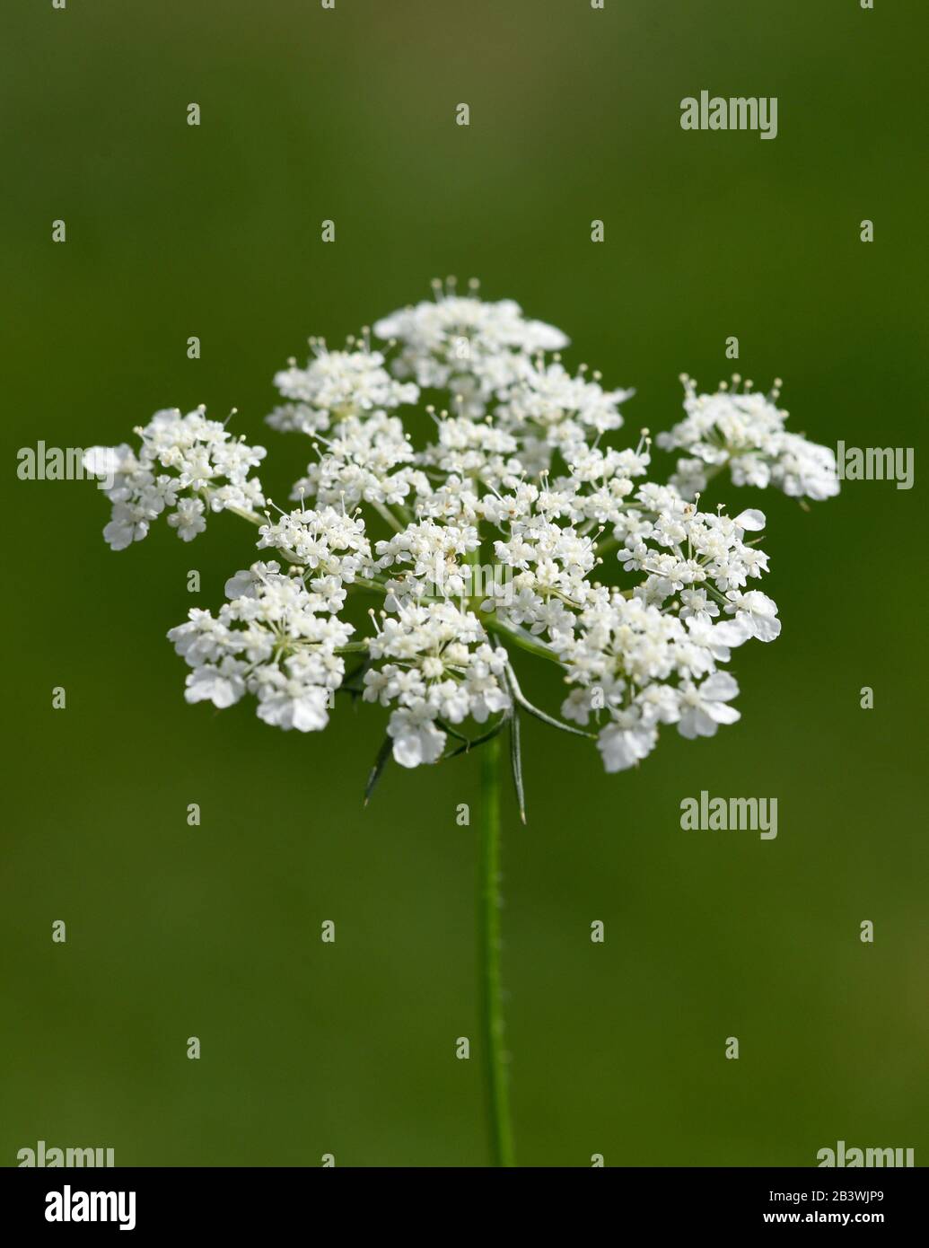 Wilde Moehre, Daucus Carota ist eine wichtige Heilpflanze mit weissen Blueten. Carota selvatica, Daucus carota è una pianta medicinale importante con bianco Foto Stock