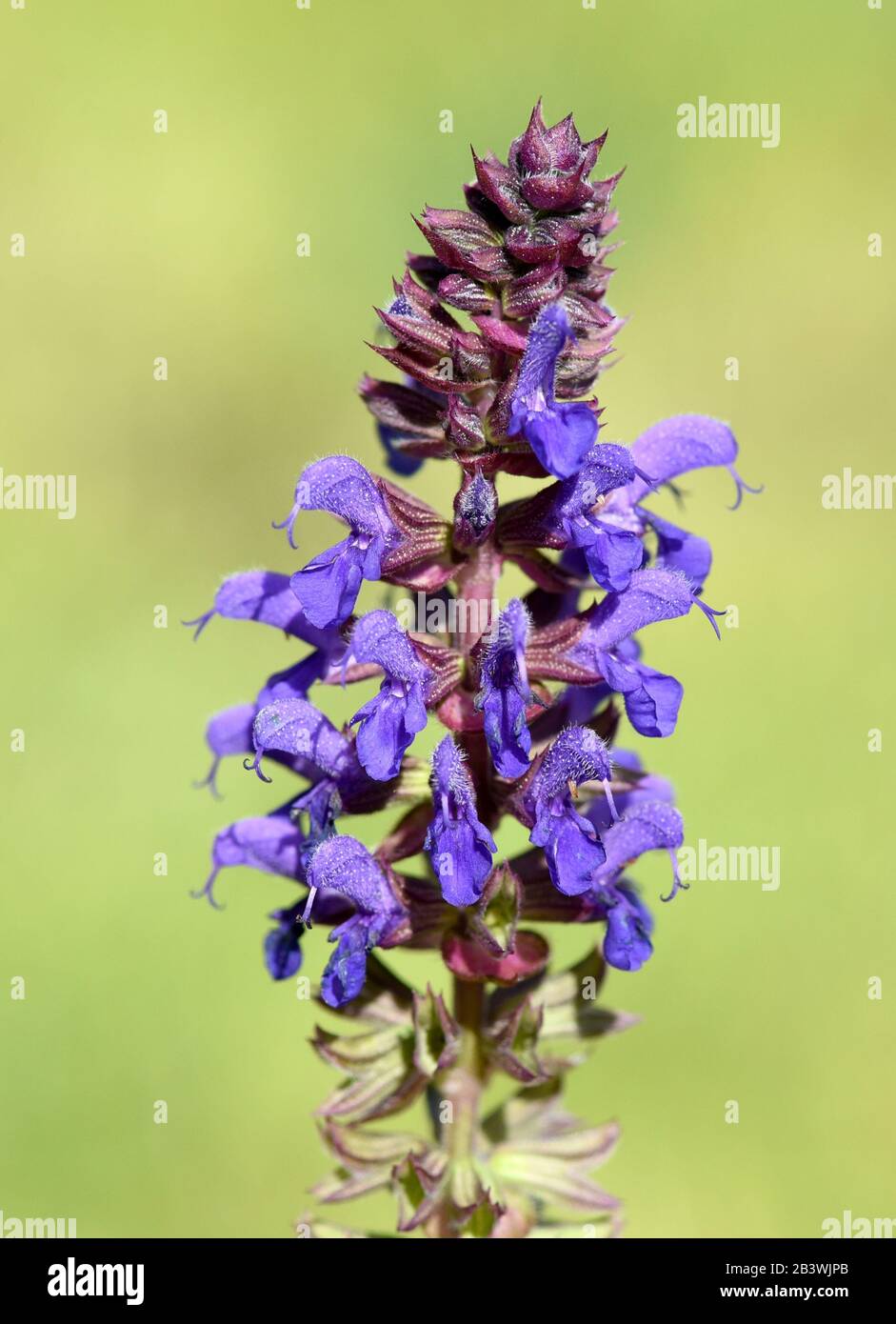Stepensalbei ist eine wachsende Blume mit blauen Blueten. La steppa salvia è un fiore selvatico con fiori blu. Foto Stock
