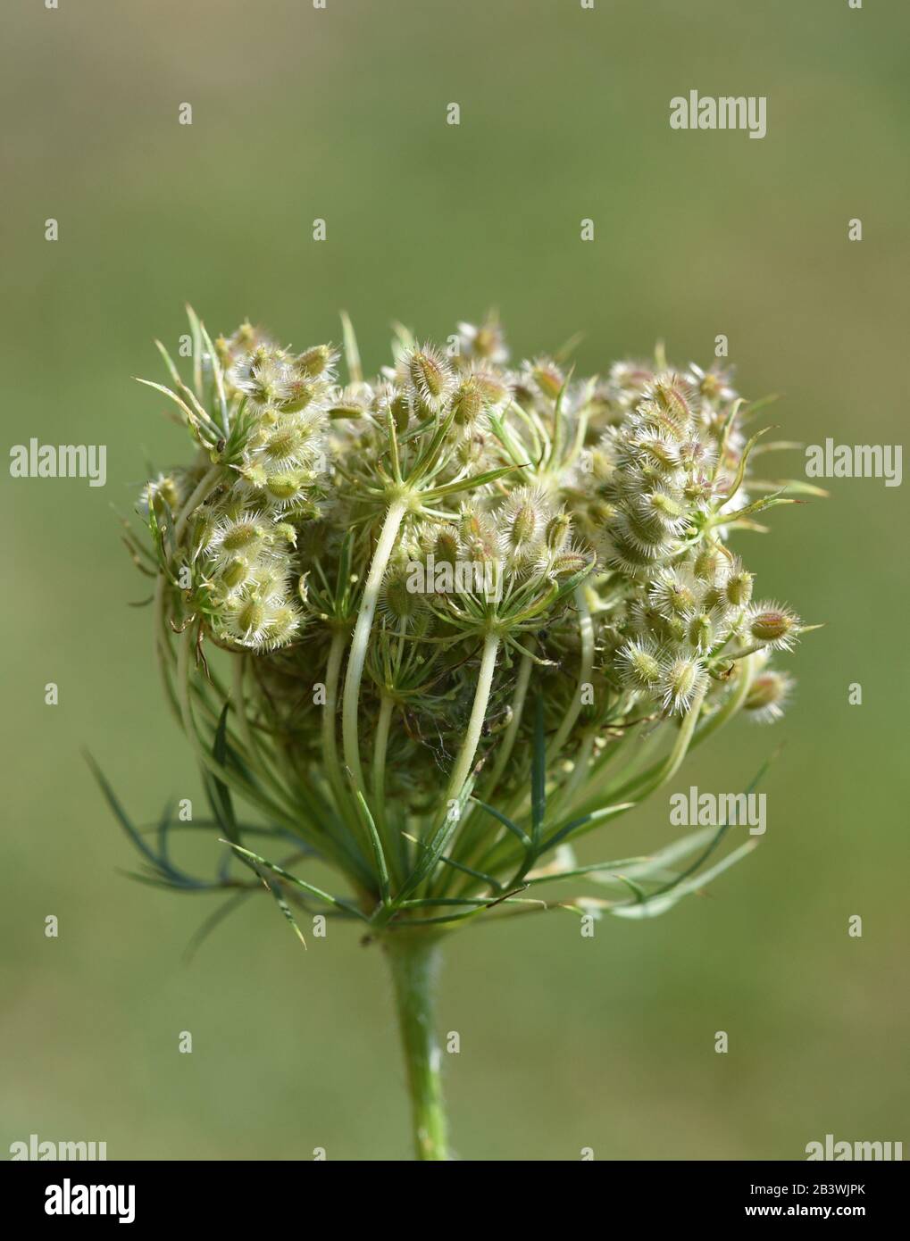 Wilde Moehre, Daucus Carota ist eine wichtige Heilpflanze mit weissen Blueten. Carota selvatica, Daucus carota è una pianta medicinale importante con bianco Foto Stock