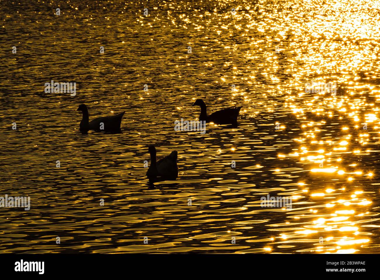 Tre bagni di anatra al lago artificiale pacifico nella città di samborondon, ecuador Foto Stock