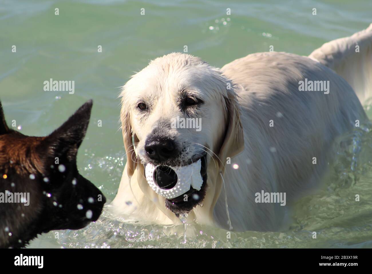 Golden Retriever che gioca sulla spiaggia di Dubai Emirati Arabi Uniti Foto Stock