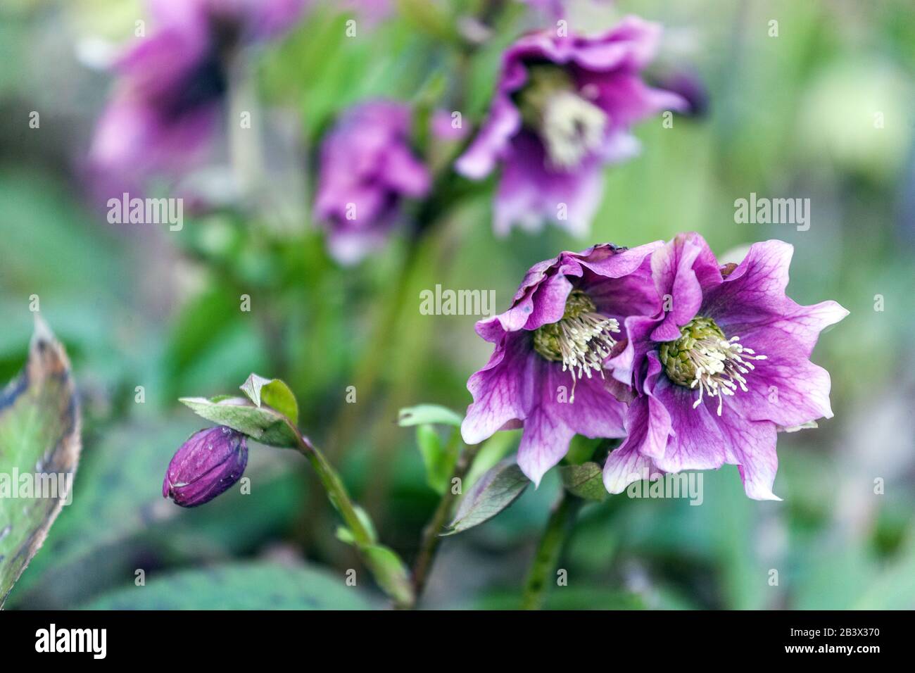 Fori di ellefori viola Foto Stock