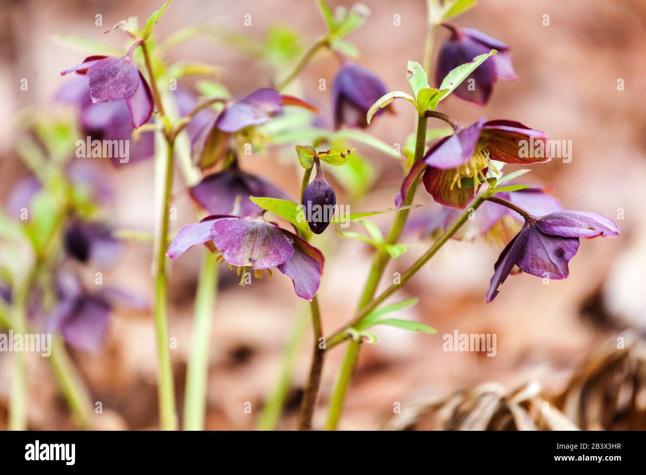 Helleborus dumetorum 'Atrorubens' Hellebores Foto Stock