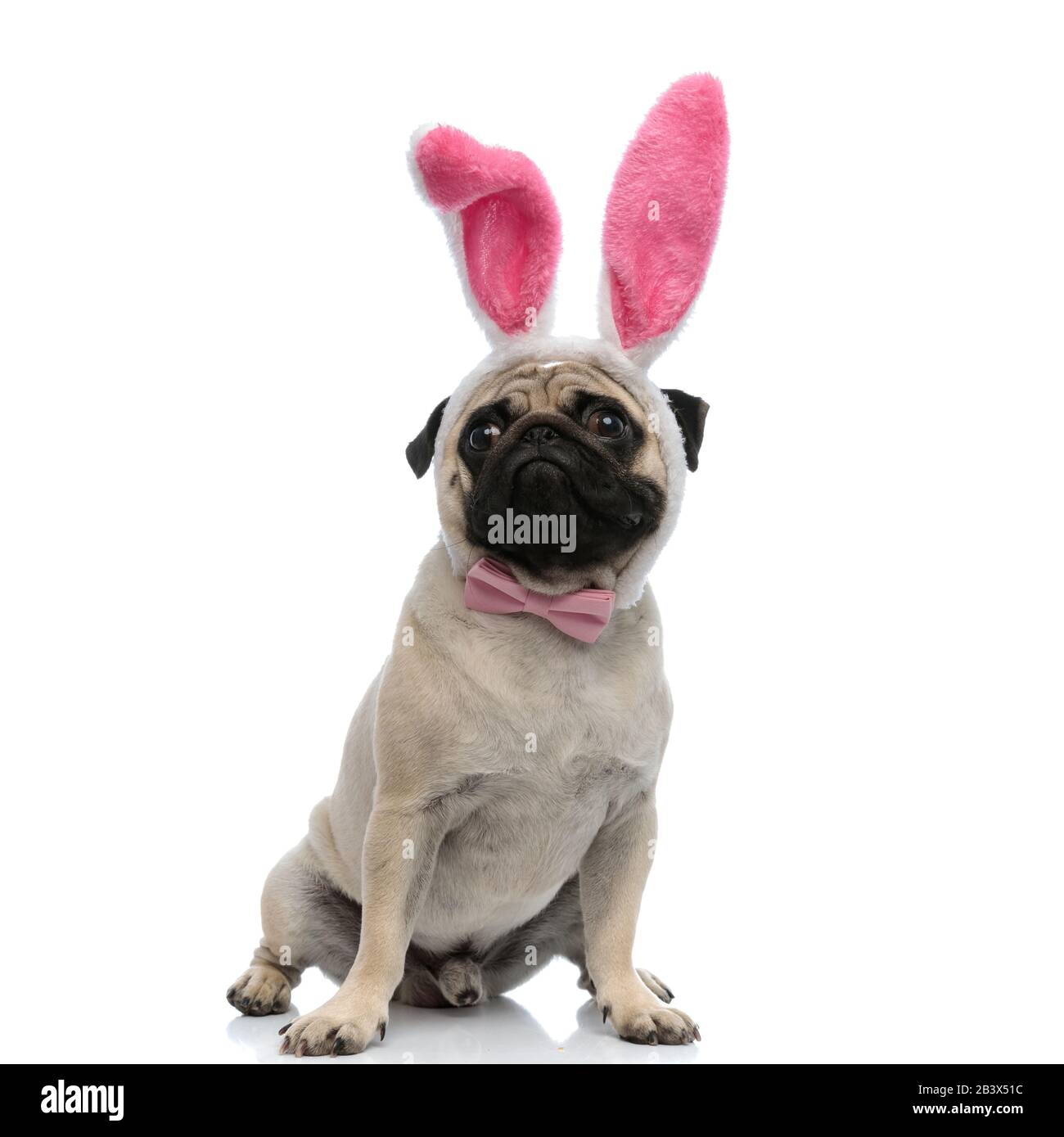 Adorabile pug indossando un arco rosa e orecchie bunny mentre si siede su sfondo bianco studio Foto Stock