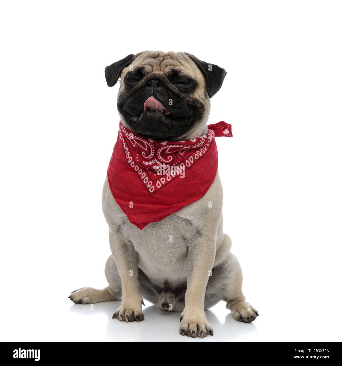 Pug assonnato panting e tendaggi mentre indossano bandana rossa e seduta su sfondo bianco studio Foto Stock