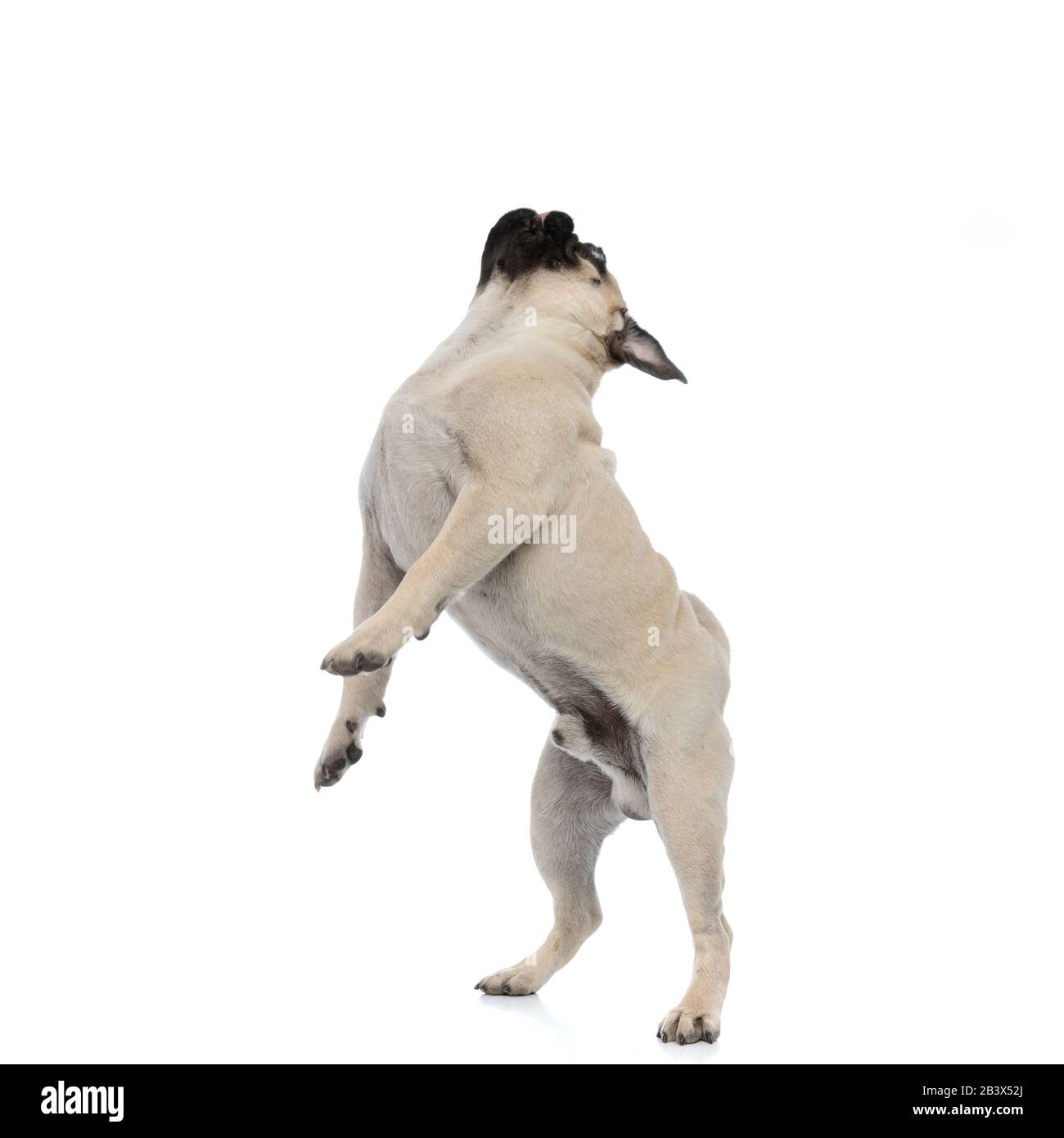 Vista laterale di un adorabile pug guardando in alto, saltando e stando in piedi solo sulle gambe posteriori su sfondo bianco studio Foto Stock