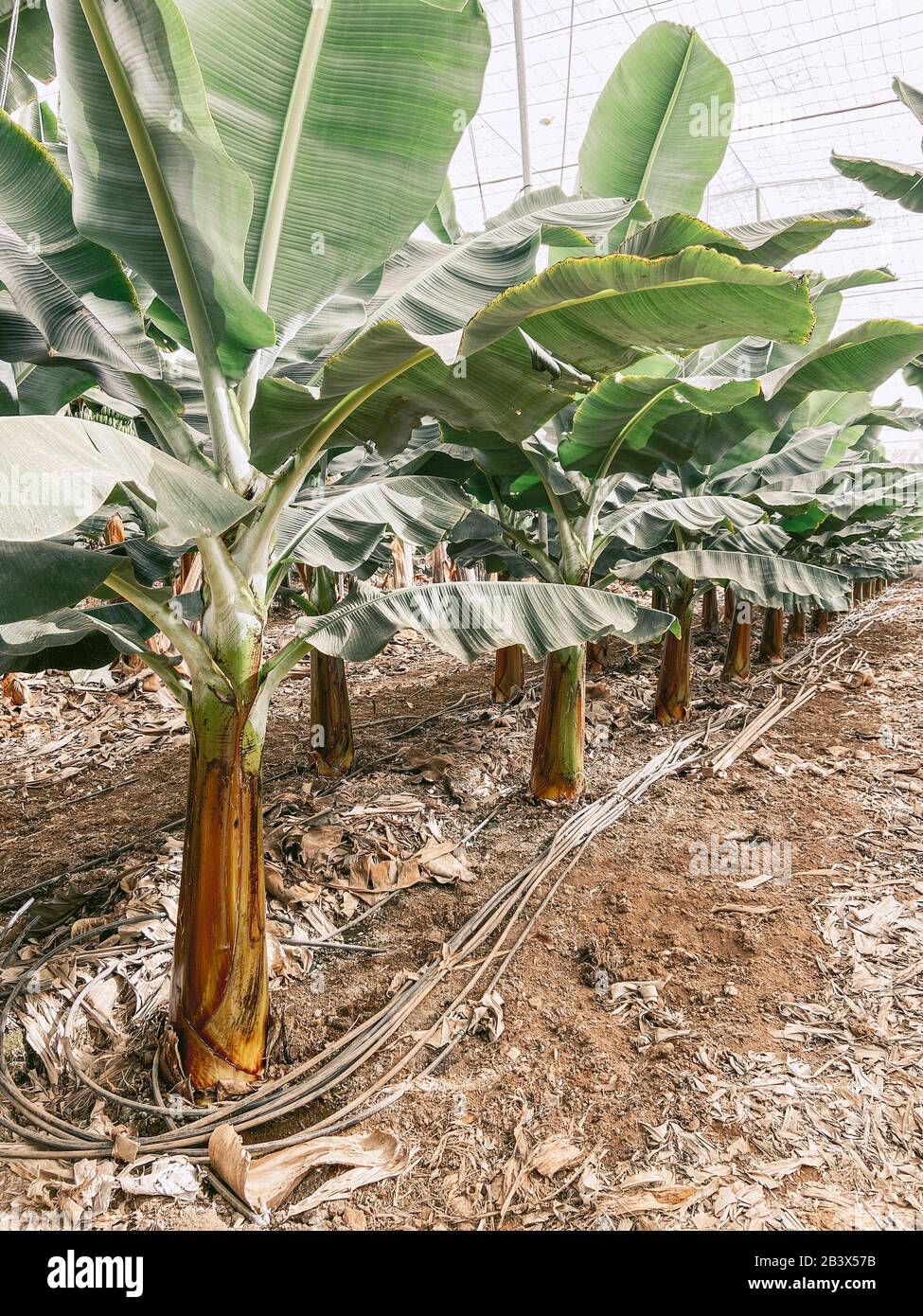 File con un giovane banana alberi che crescono sulla piantagione. Immagine realizzata sul telefono cellulare Foto Stock