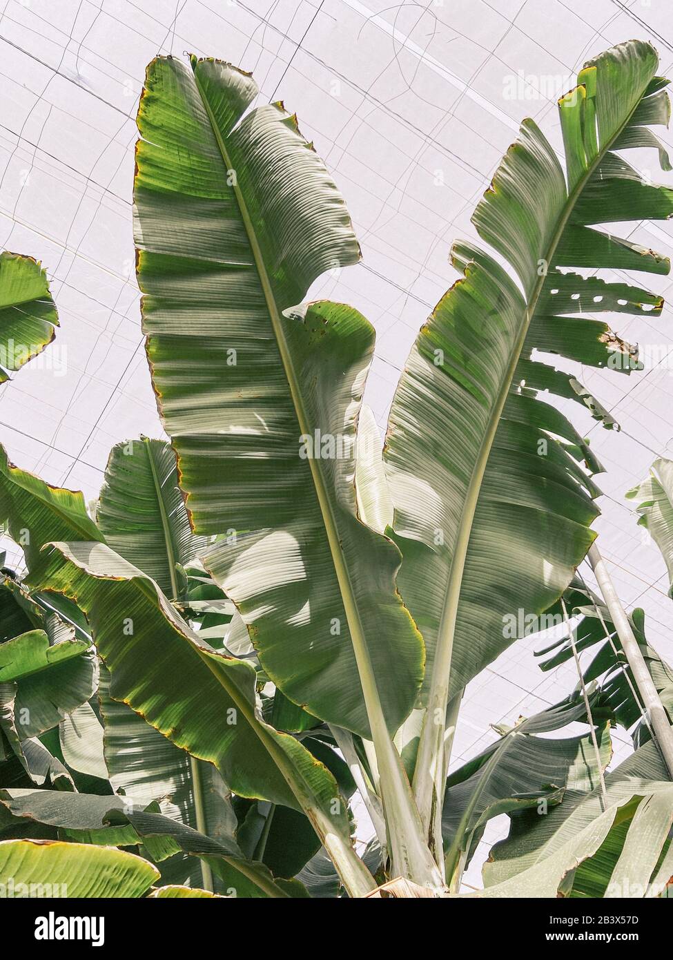 Bruna di banana con foglie verdi sulla piantagione. Immagine realizzata sul telefono cellulare Foto Stock