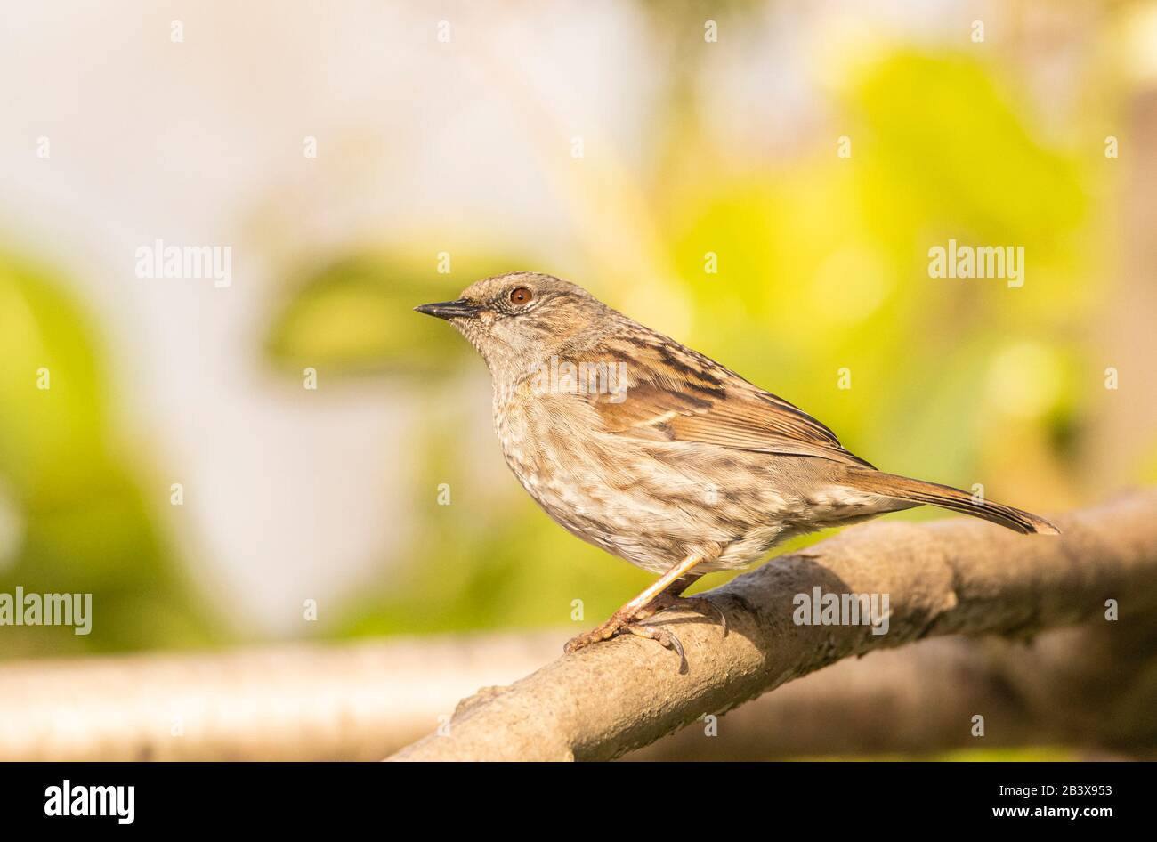 Dunnock, Prunella modularis, in un giardino britannico nel sole Foto Stock
