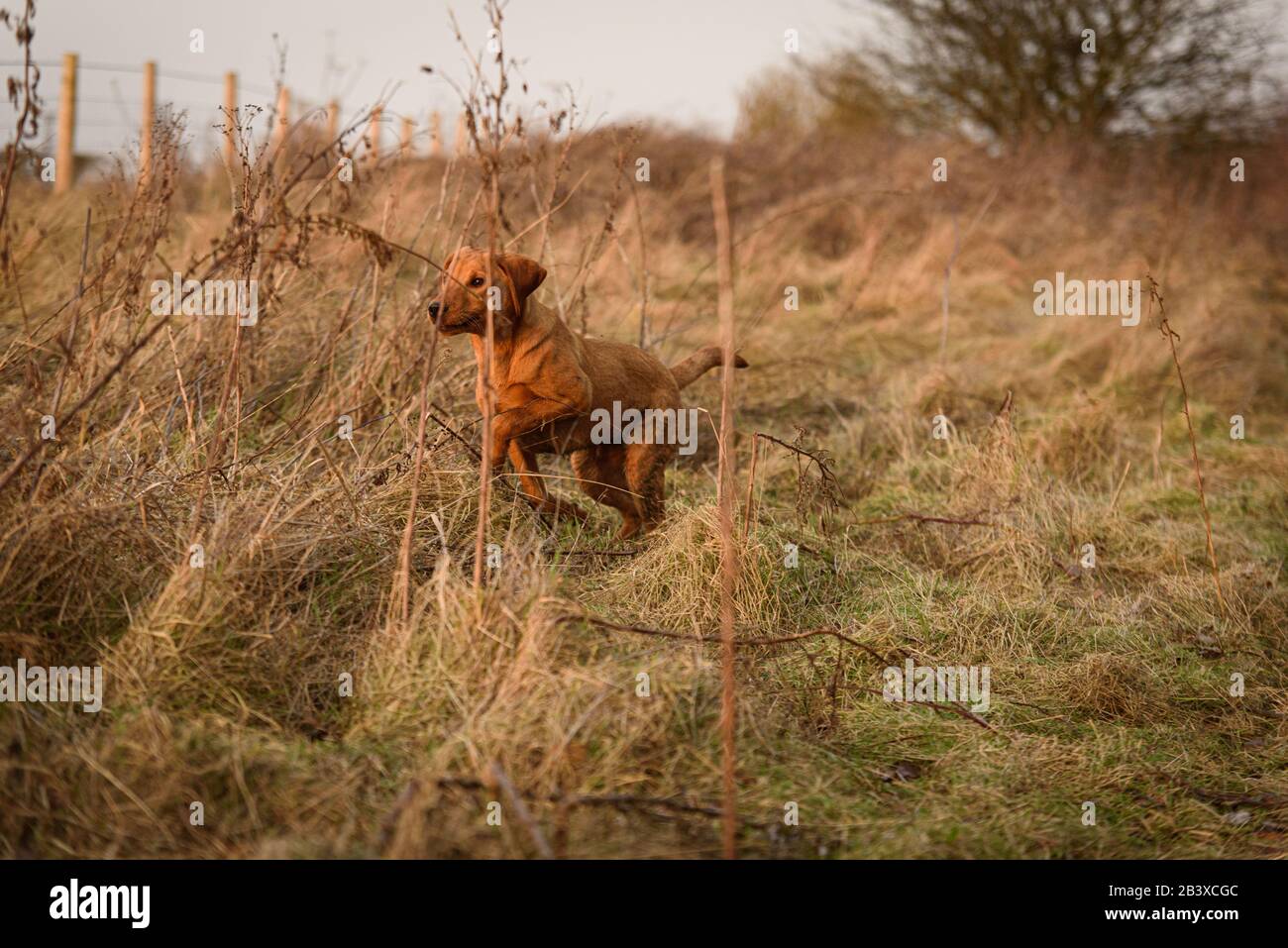 Fox rosso Labrador cane cucciolo pistola Foto Stock
