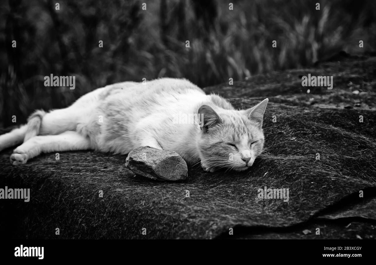 Abbandonato street gatti, l'abuso di animali, la tristezza Foto Stock