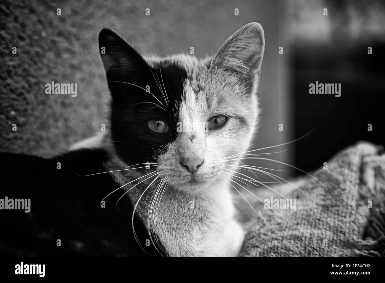Abbandonato street gatti, l'abuso di animali, la tristezza Foto Stock