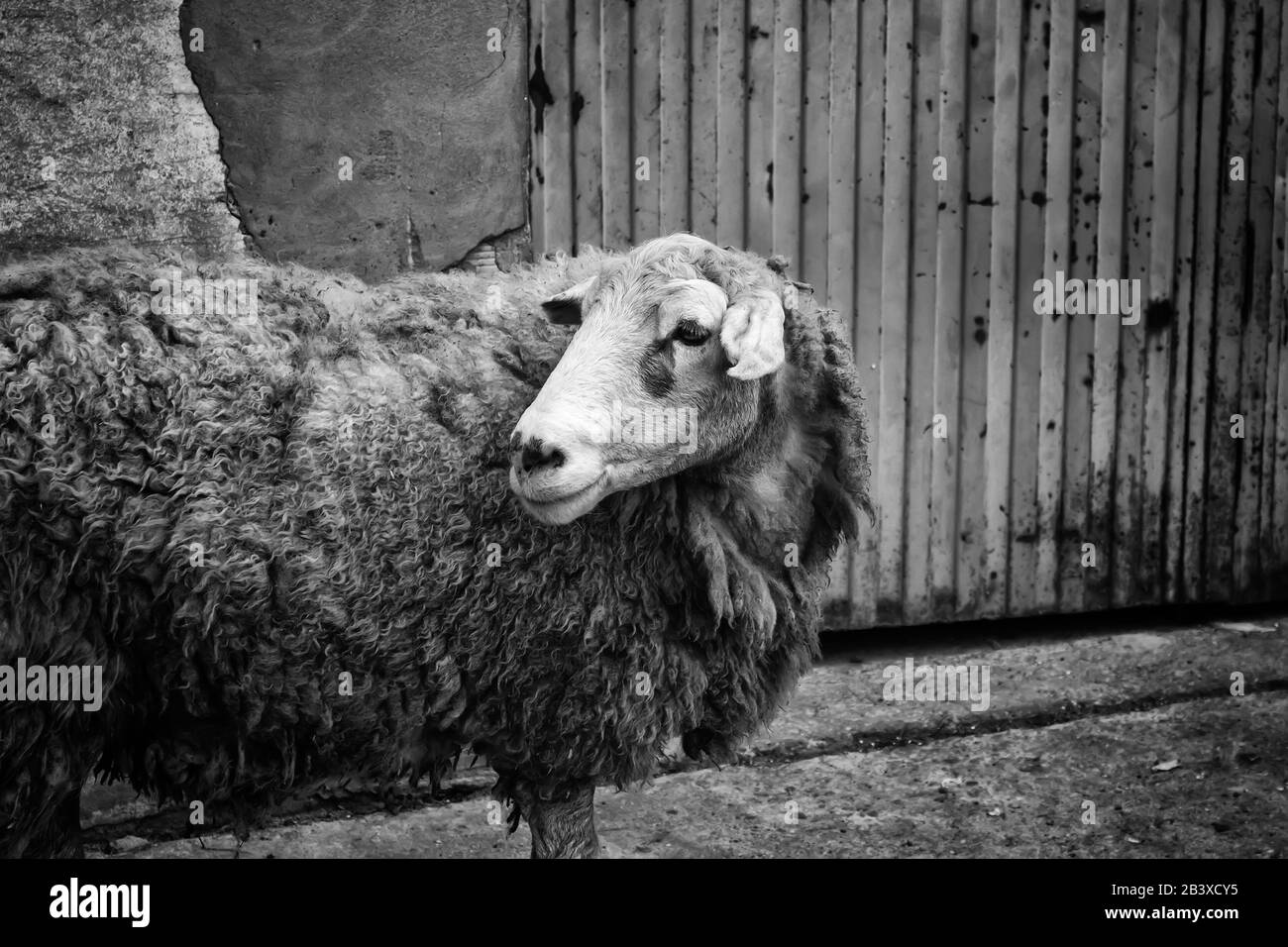 Pecore bloccate in azienda, industria animale carne Foto Stock