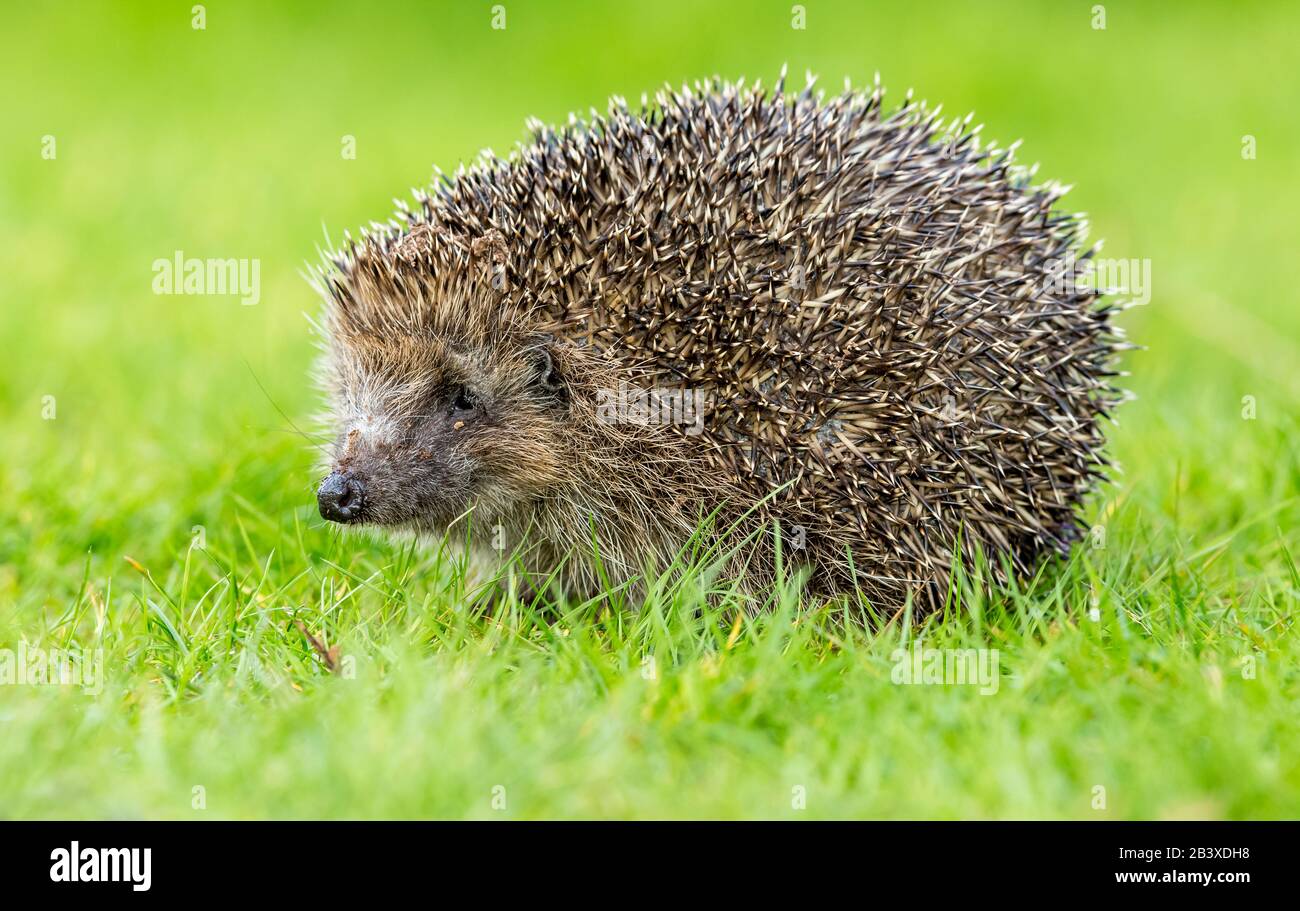 Hedgehog, (nome scientifico: Erinaceus Europaeus), selvatico, nativo, europeo hedgehog foraging in habitat naturale giardino e di fronte a sinistra. Orizzontale. Foto Stock