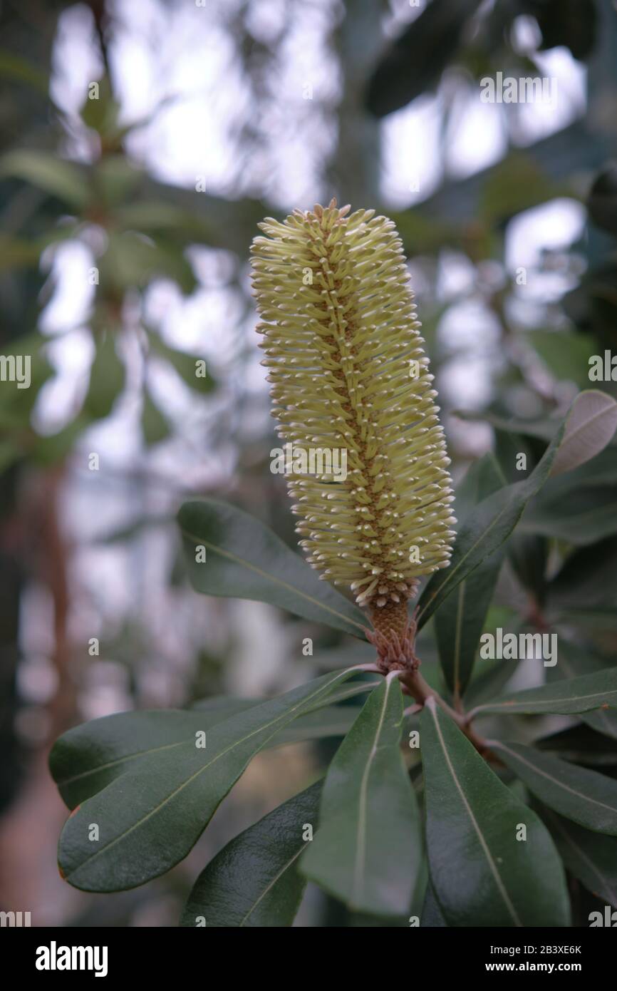 Banksia marginata Foto Stock