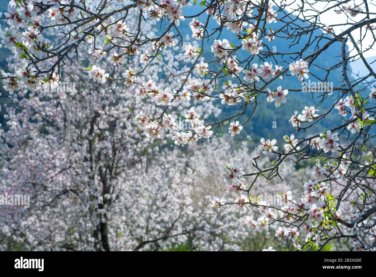 Rami di mandorli in fiore con fiori bianchi su montagne blu durante la primavera su Cipro, fuoco selettivo Foto Stock