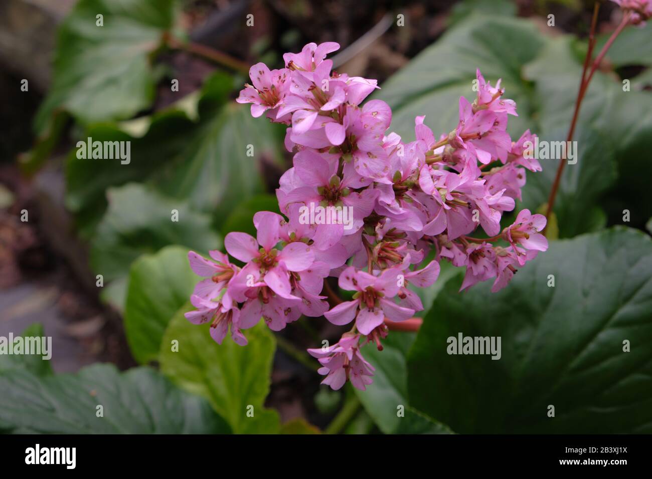 Bergenia cordifolia Foto Stock