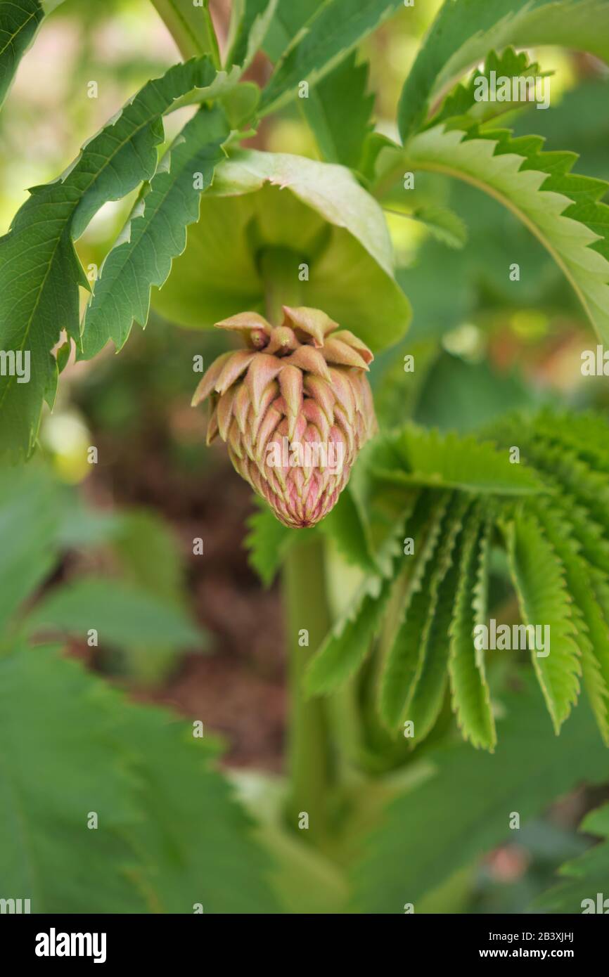 Melianthus Bud Foto Stock