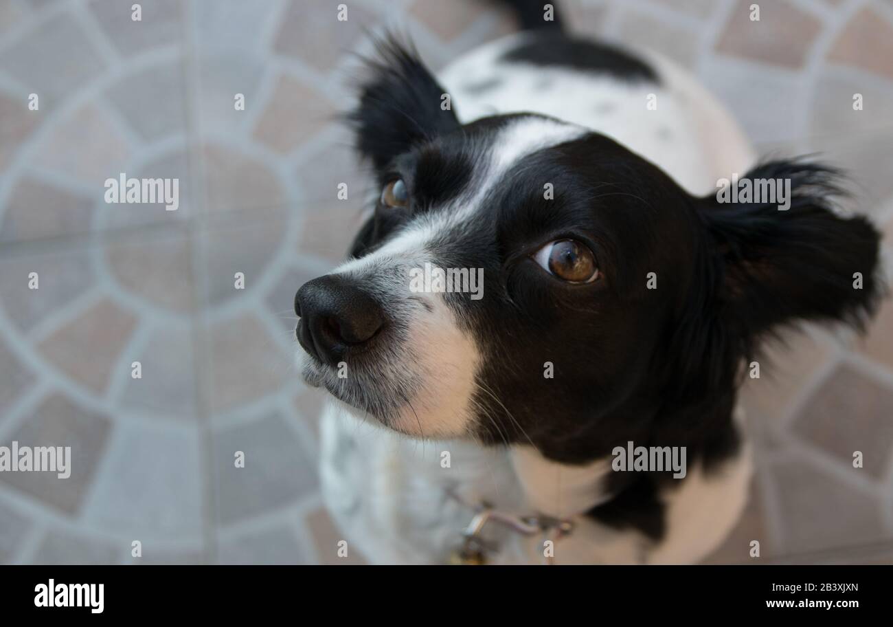 L'amore che solo gli amici a quattro zampe possono dare Foto Stock