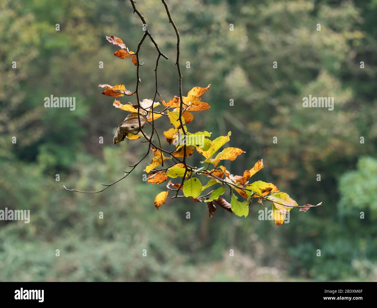 Foglie di faggio su ramo di albero in autunno. Foto Stock