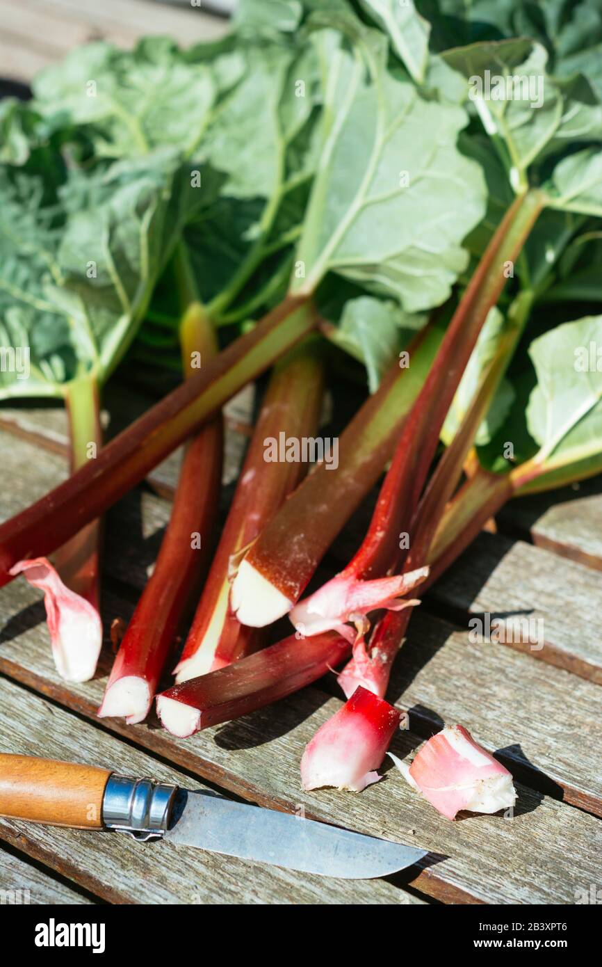 Stocchi di rabarbaro appena raccolti su un tavolo da giardino. Foto Stock