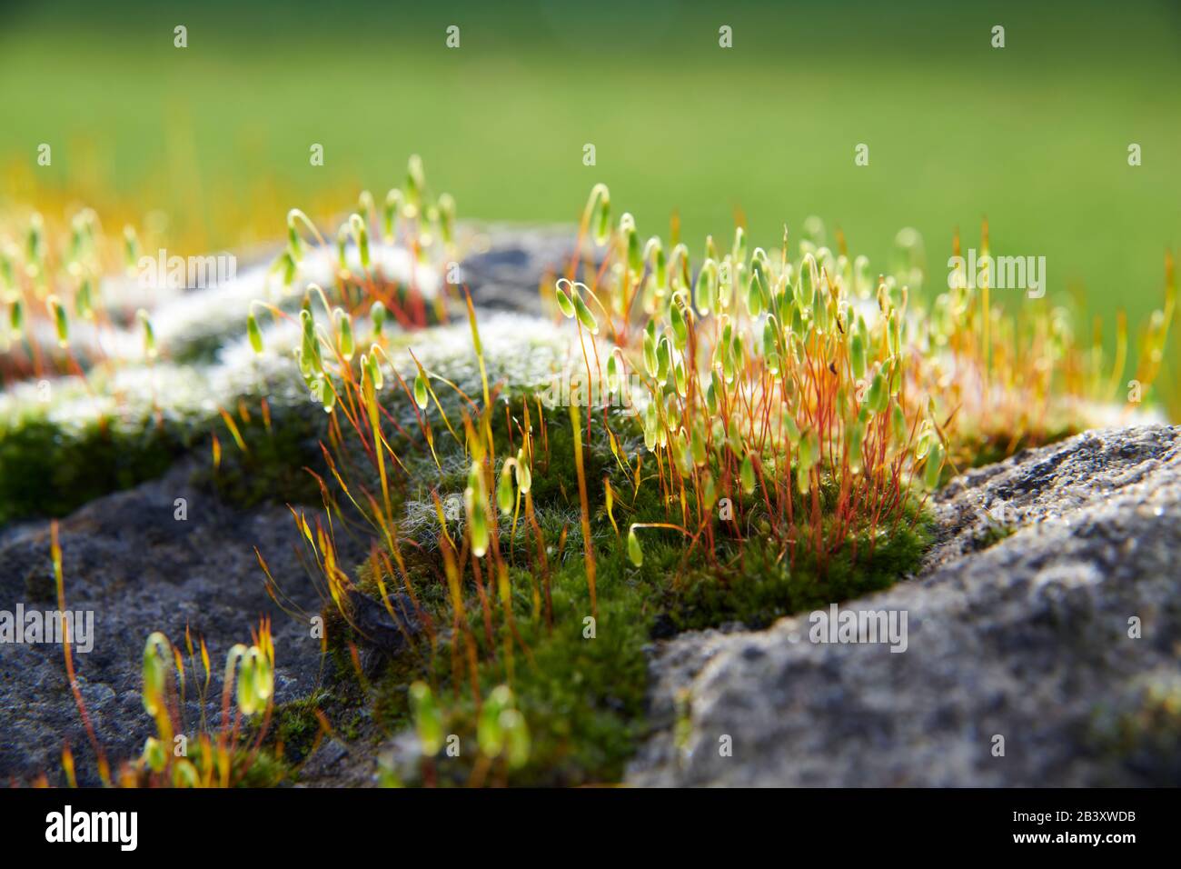 Muschio a cuscino (Leucobryum glaucum) in crescita e fioritura su un vecchio muro di pietra, North Yorkshire England, UK, GB. Foto Stock