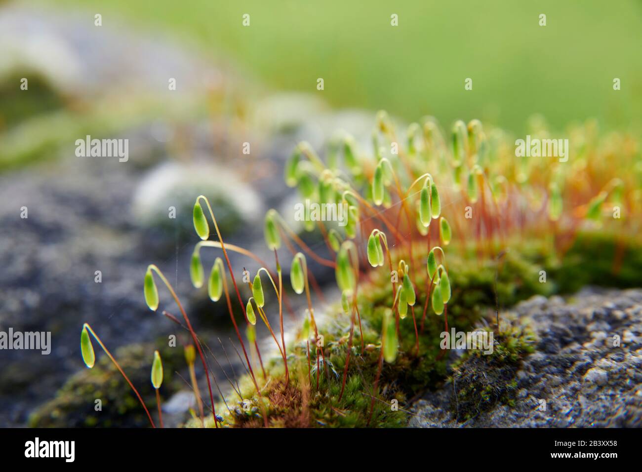 Muschio a cuscino (Leucobryum glaucum) in crescita e fioritura su un vecchio muro di pietra, North Yorkshire England, UK, GB. Foto Stock