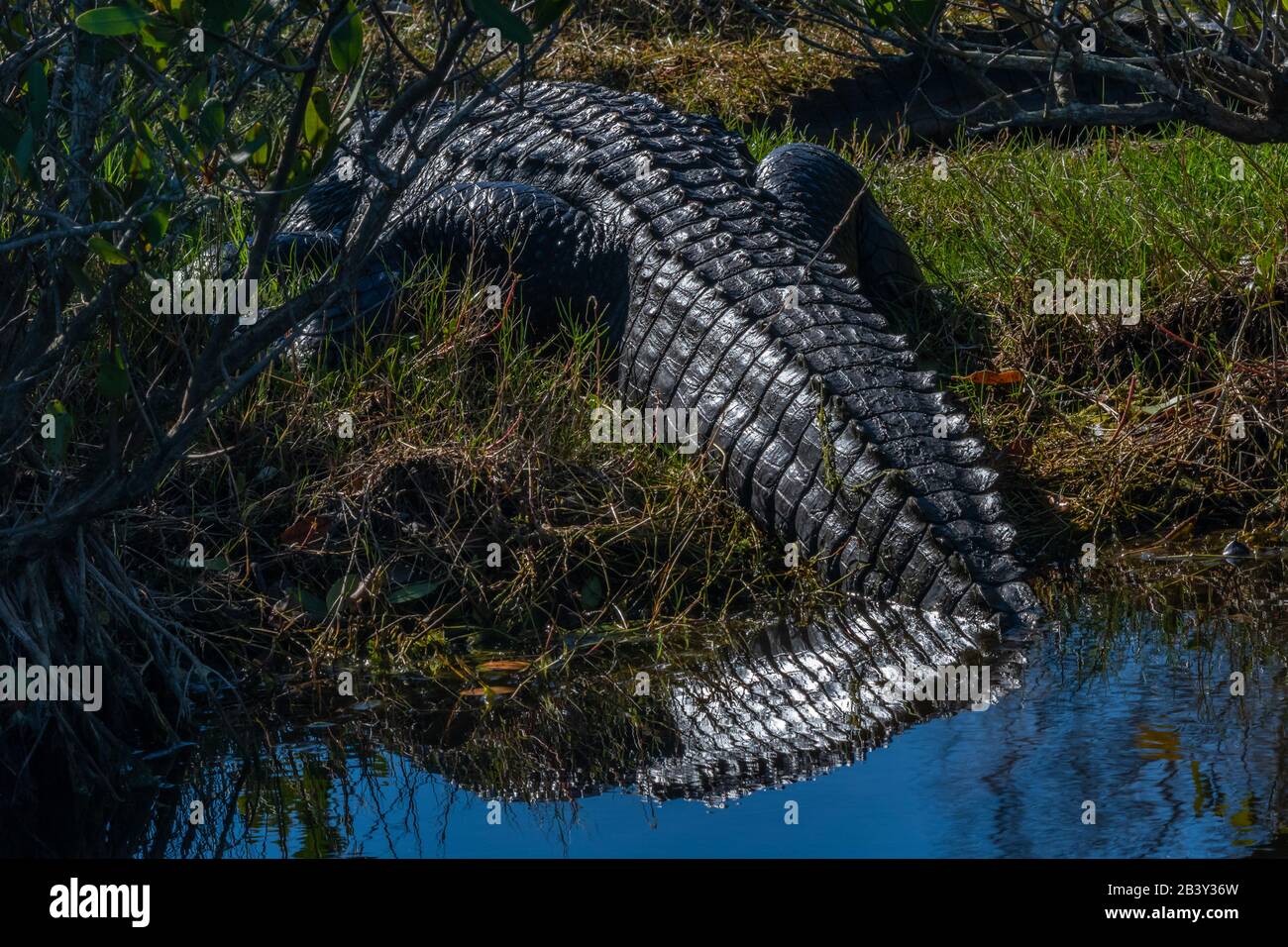 Un grande alligatore americano (Alligator missisippiensis) che si trova sulla riva con coda in acqua. Foto Stock
