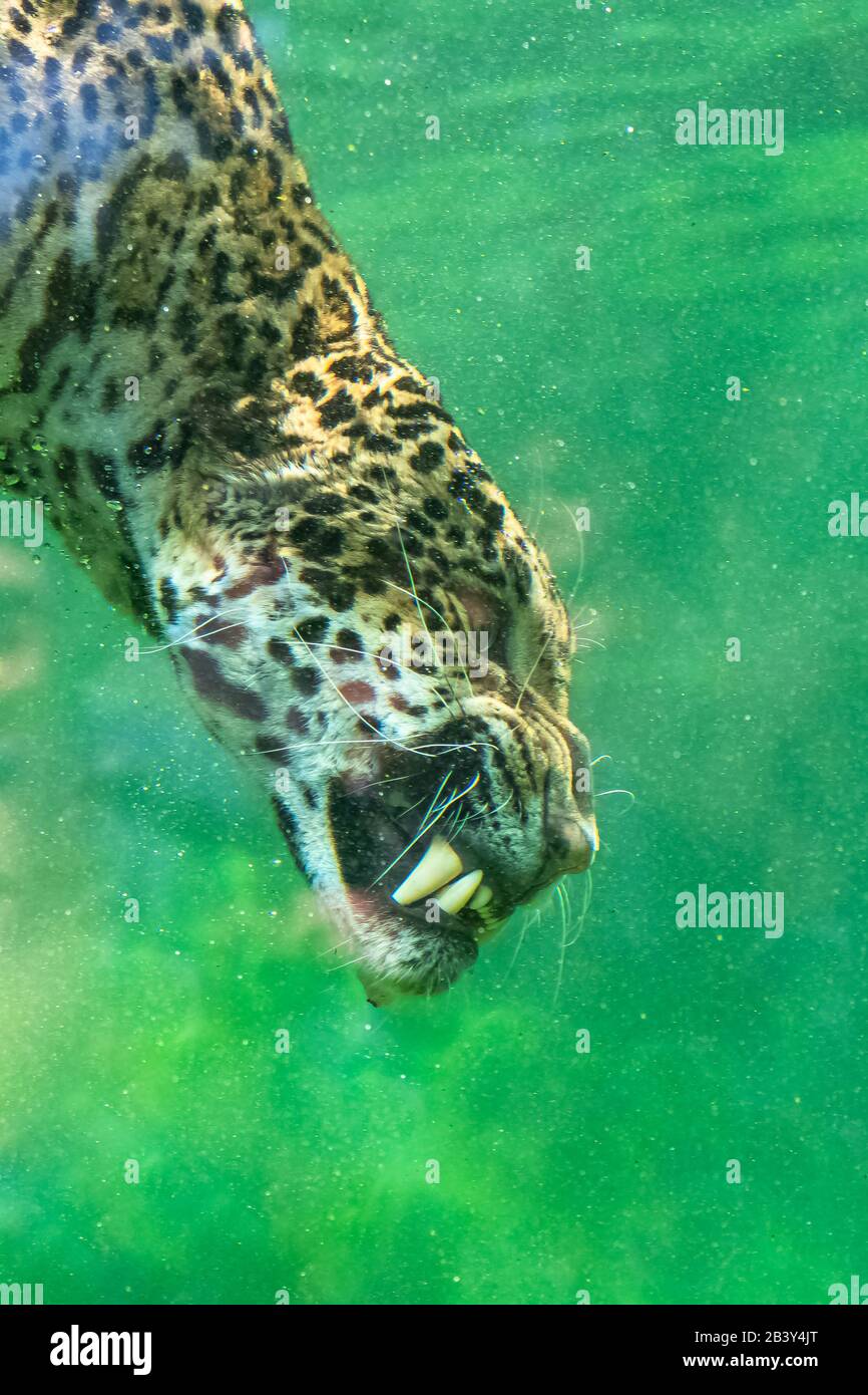 Jaguar immersioni in acqua, bellissimo animale Foto Stock