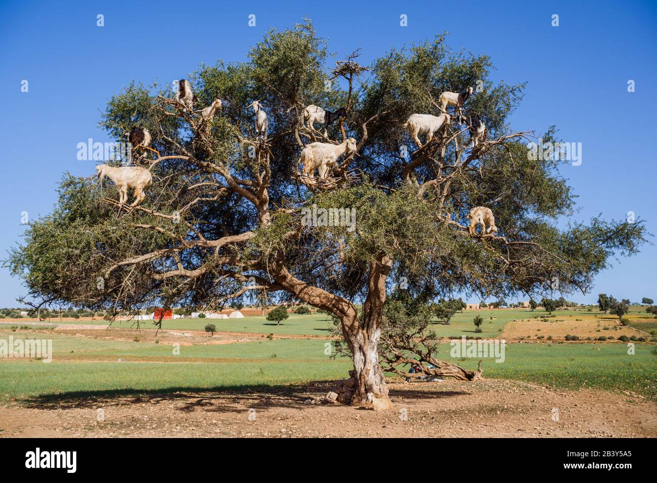 Immagine di capre salirono su un albero in Marocco. Foto Stock