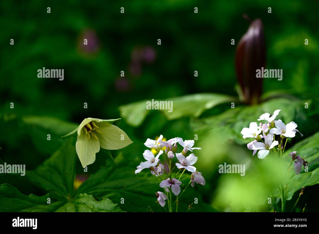 Trillium erectum,Cardamine eterophylla,fiori bianchi,fioritura,ombra,ombreggiata,ombreggiata,woodlander,woodlanders,legno,giardino boschivo,giardini,RM Floral Foto Stock