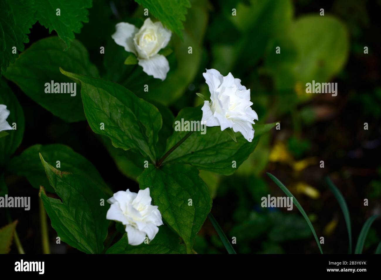 Trillium grandiflorum f polimerum Snowbunting,fiori bianchi doppi,forma doppia,Trilliums,wakerobin,wakerobins,fiore bianco,doppio,woodlander, Foto Stock