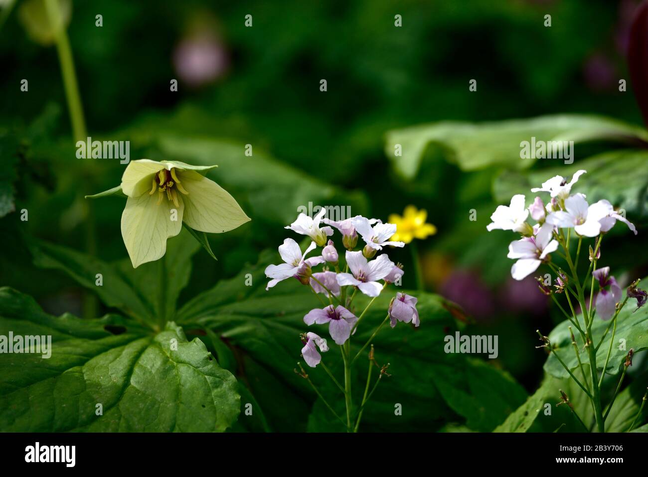 Trillium erectum,Cardamine eterophylla,fiori bianchi,fioritura,ombra,ombreggiata,ombreggiata,woodlander,woodlanders,legno,giardino boschivo,giardini,RM Floral Foto Stock