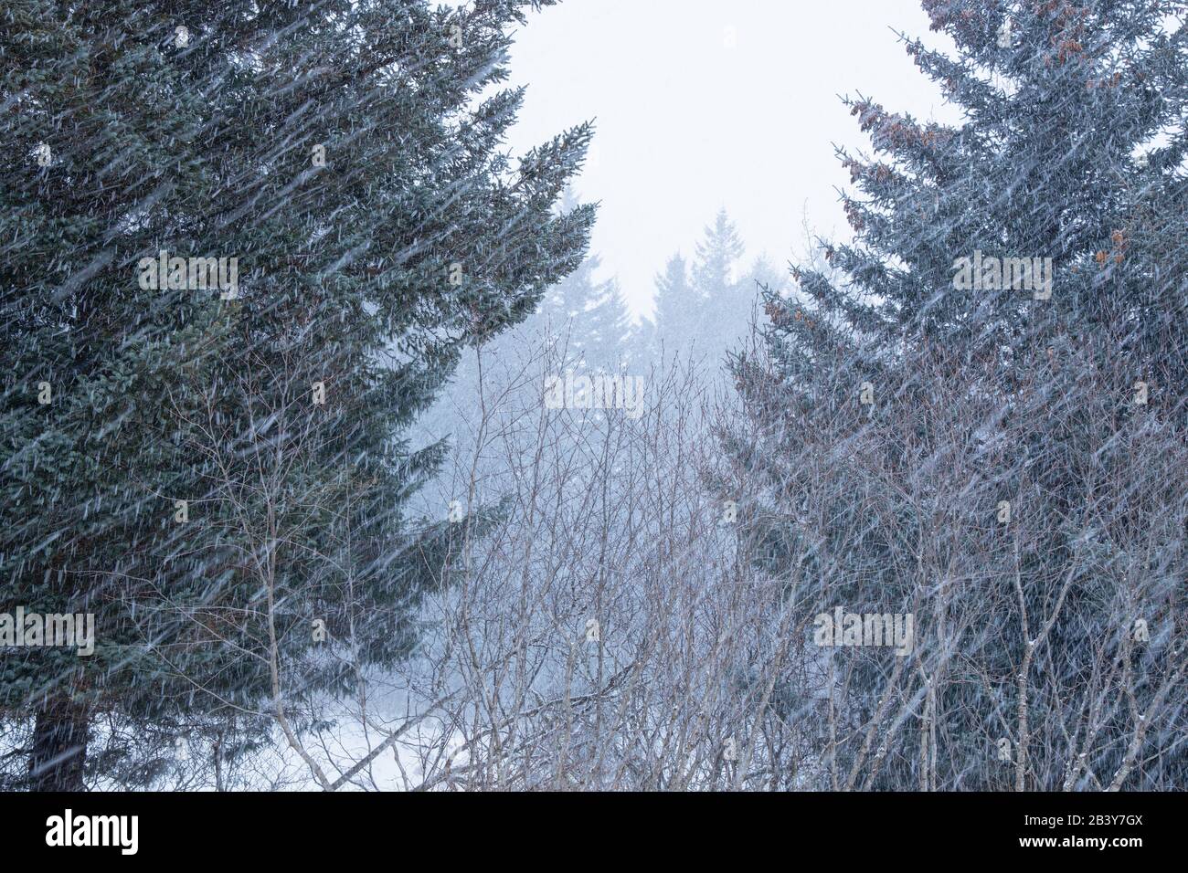 Nevicando pesante in Kodiak, Alaska. Foto Stock