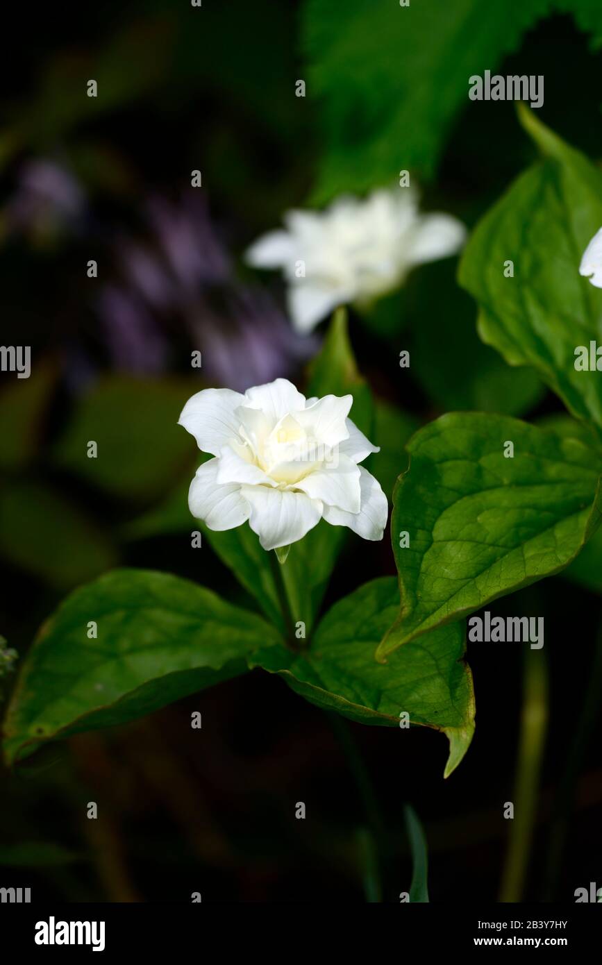 Trillium grandiflorum f polimerum Snowbunting,fiori bianchi doppi,forma doppia,Trilliums,wakerobin,wakerobins,fiore bianco,doppio,woodlander, Foto Stock