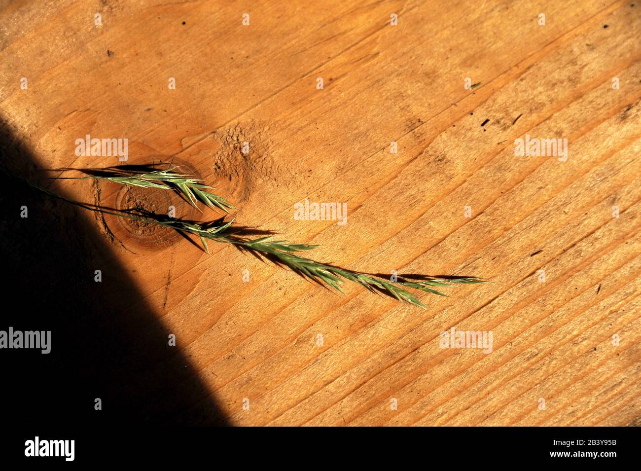 Filo d'erba estivo su sfondo di legno Foto Stock