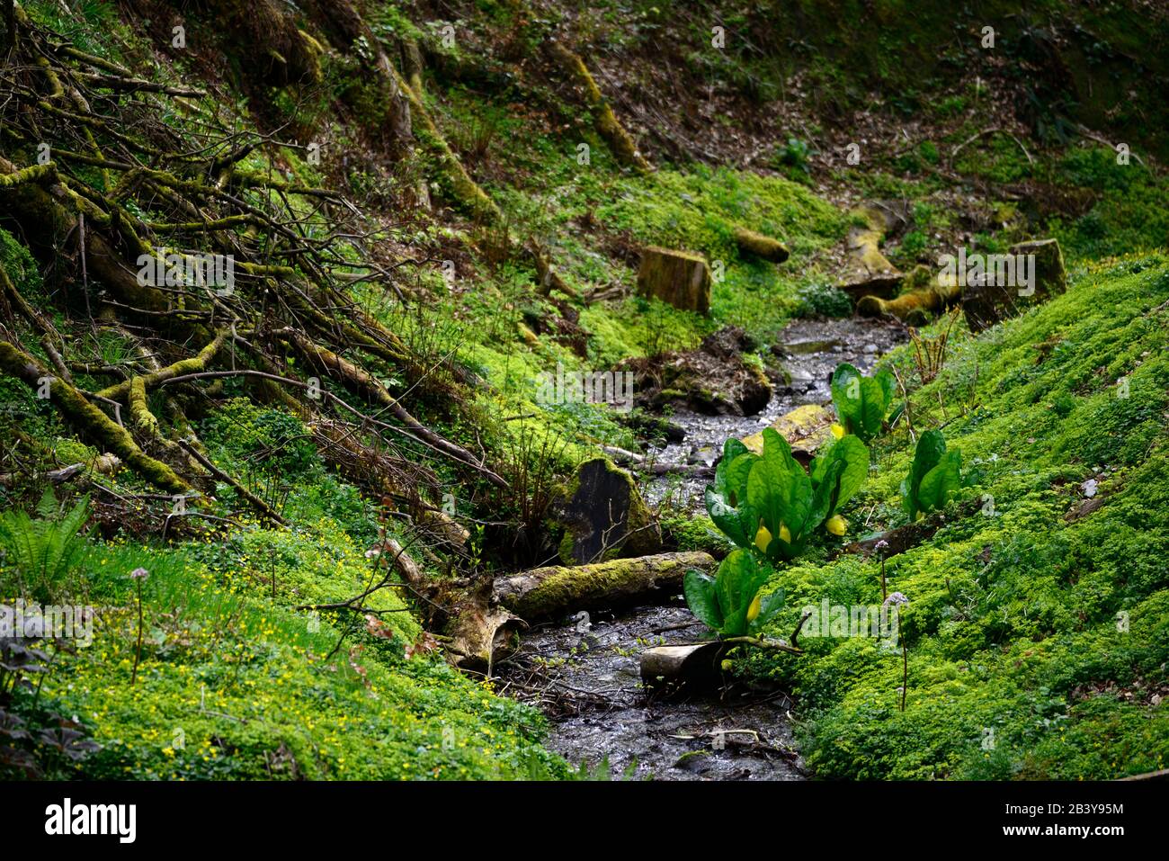 Lysichiton americanus,ruscello,fiume,valle,legno,bosco,ombra,specie ombrose,invasive,RM Floral Foto Stock