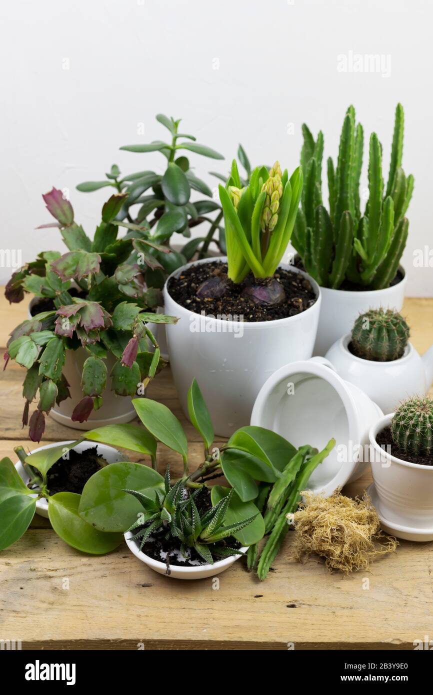 home floricoltura. trapianto di piante in un vaso con utensili da giardino su un tavolo di legno bianco. interno con molte piante Foto Stock