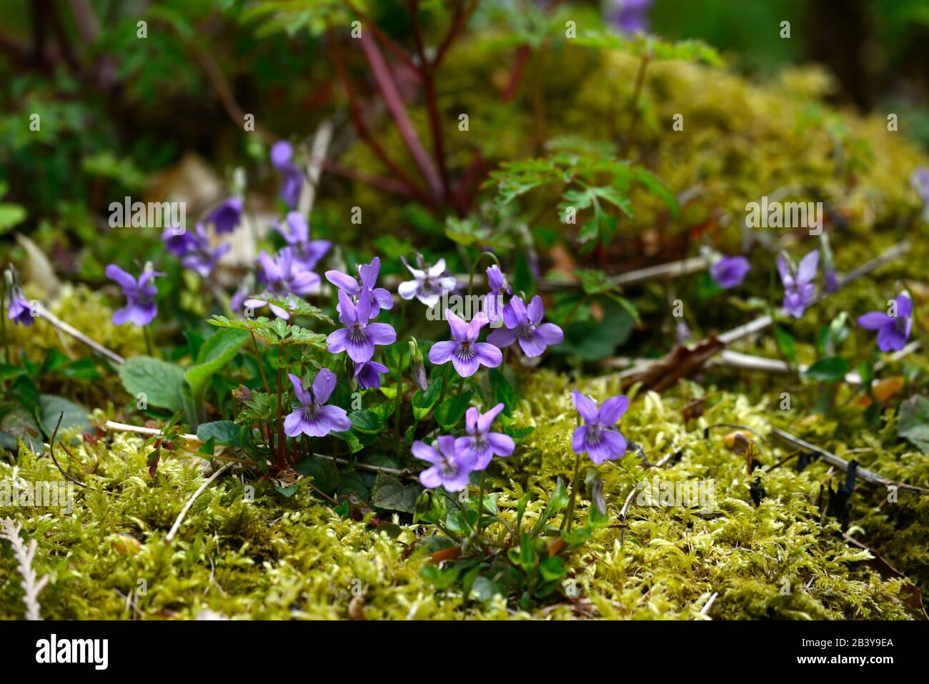 Viola riviniana,comune Dog-violetto,fiori blu,nativa vedova,irlanda,bosco,perenne,ombra,primavera,ombreggiato,legno,bosco,giardino,giardini,RM Foto Stock