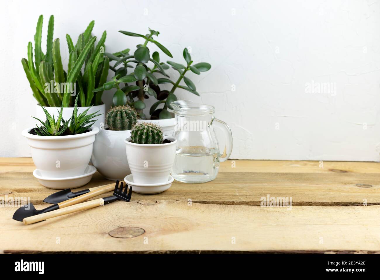 home floricoltura. trapianto di piante in un vaso con utensili da giardino su un tavolo di legno bianco. interno con molte piante Foto Stock