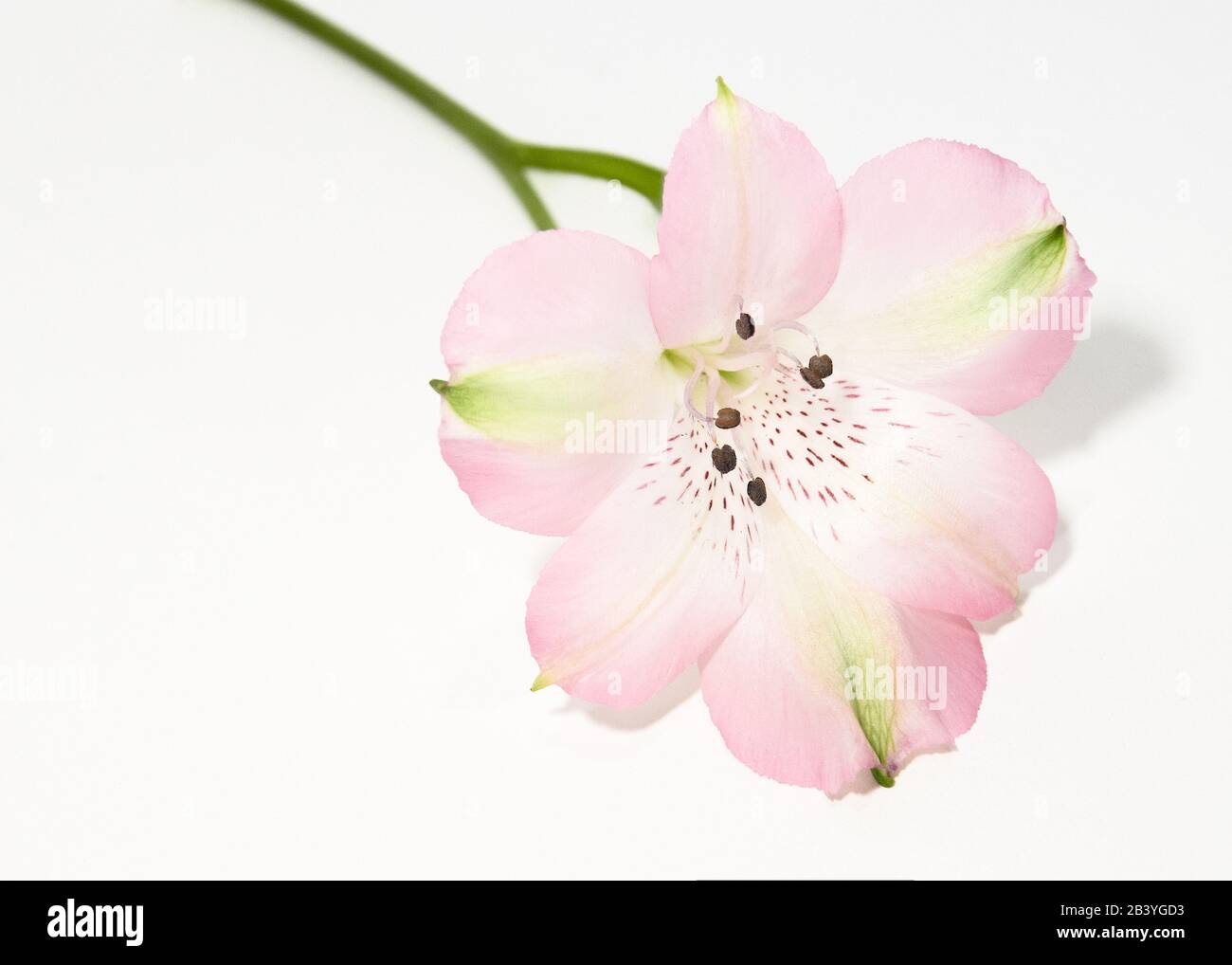 Primo piano Alstroemeria su sfondo bianco. Foto Stock