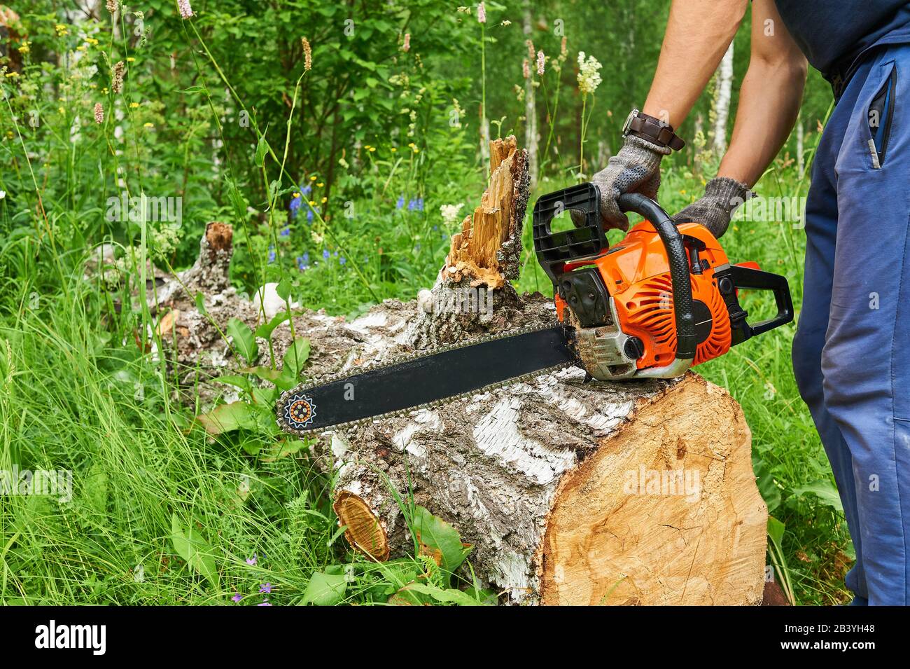 Motosega in azione taglio legno. Uomo che taglia il legno con sega, polvere e movimenti. Foto Stock
