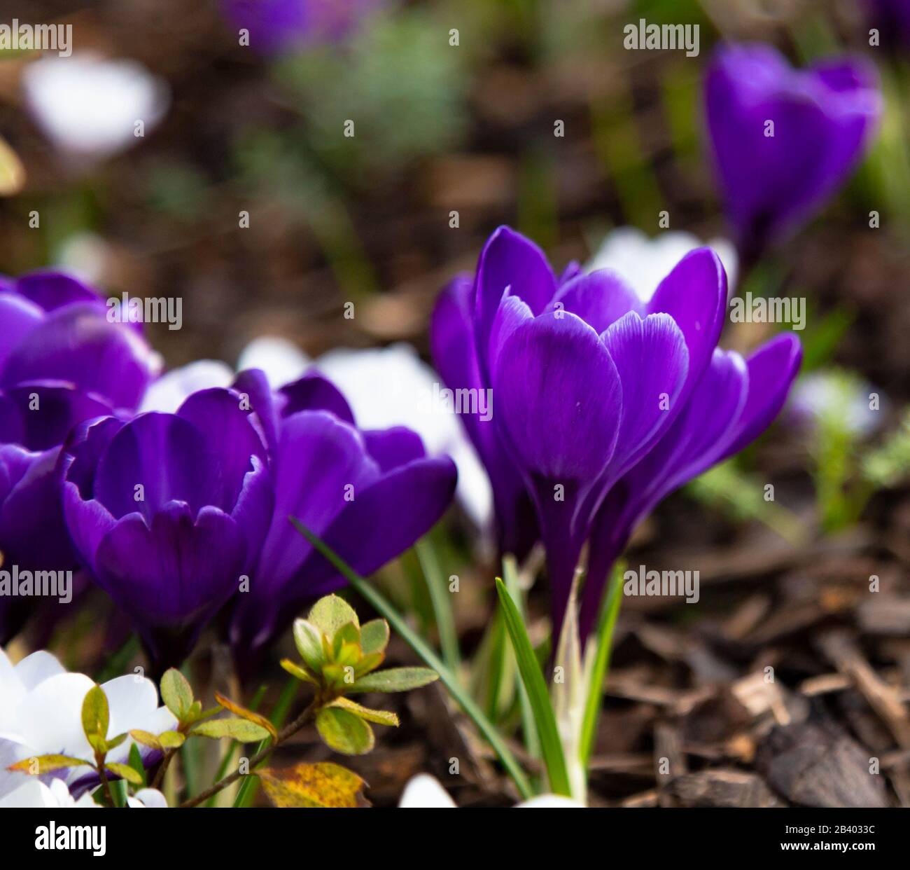 Primo piano di fiori di croco viola. Foto Stock