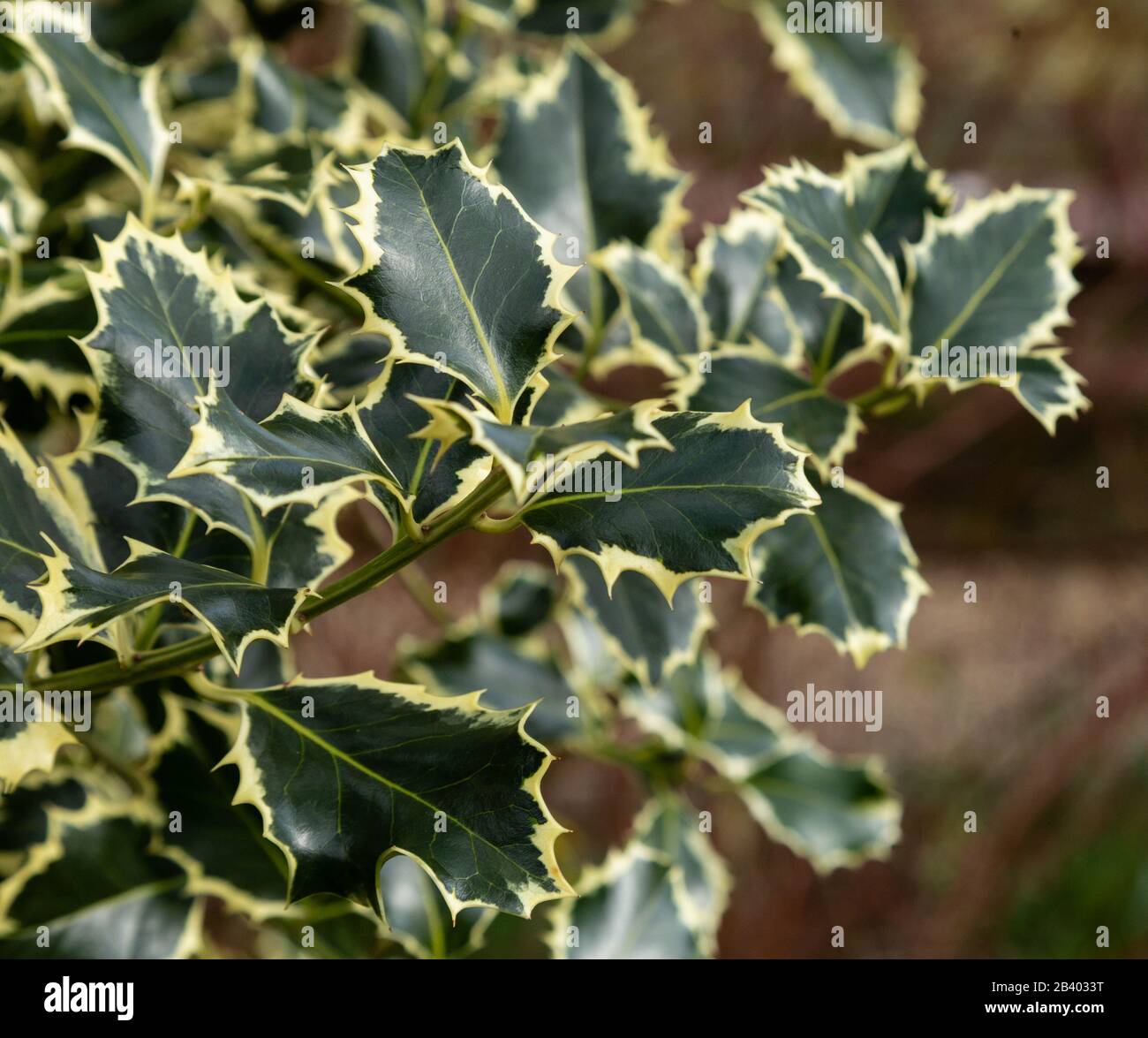 Handsworth New Silver Holly Variegate Foto Stock