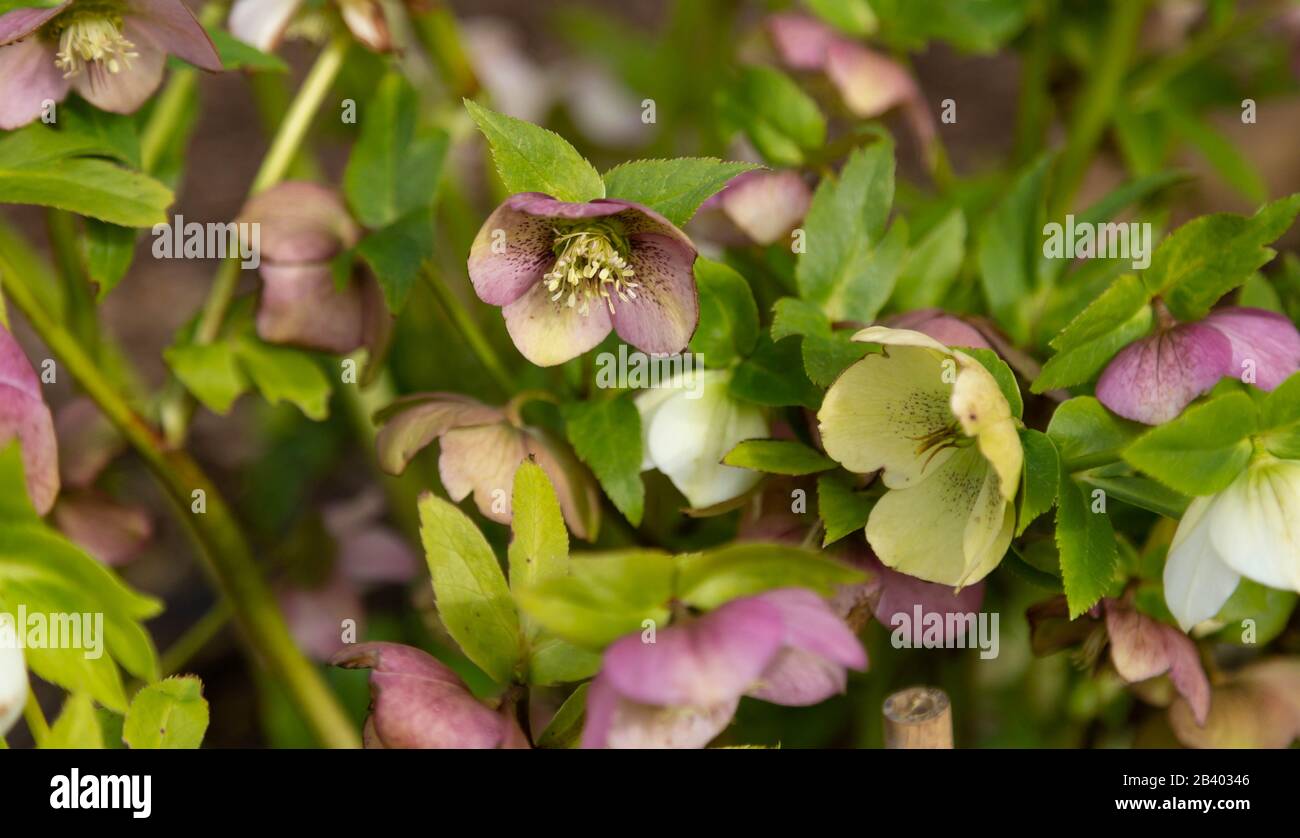 Helleborus Orientalis Perennial in piena fioritura. Foto Stock