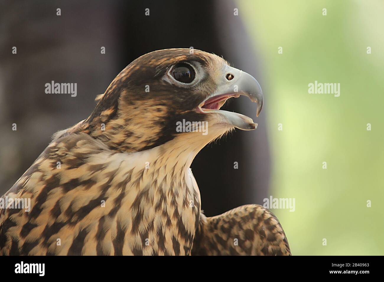 Ritratto di un rapace Foto Stock