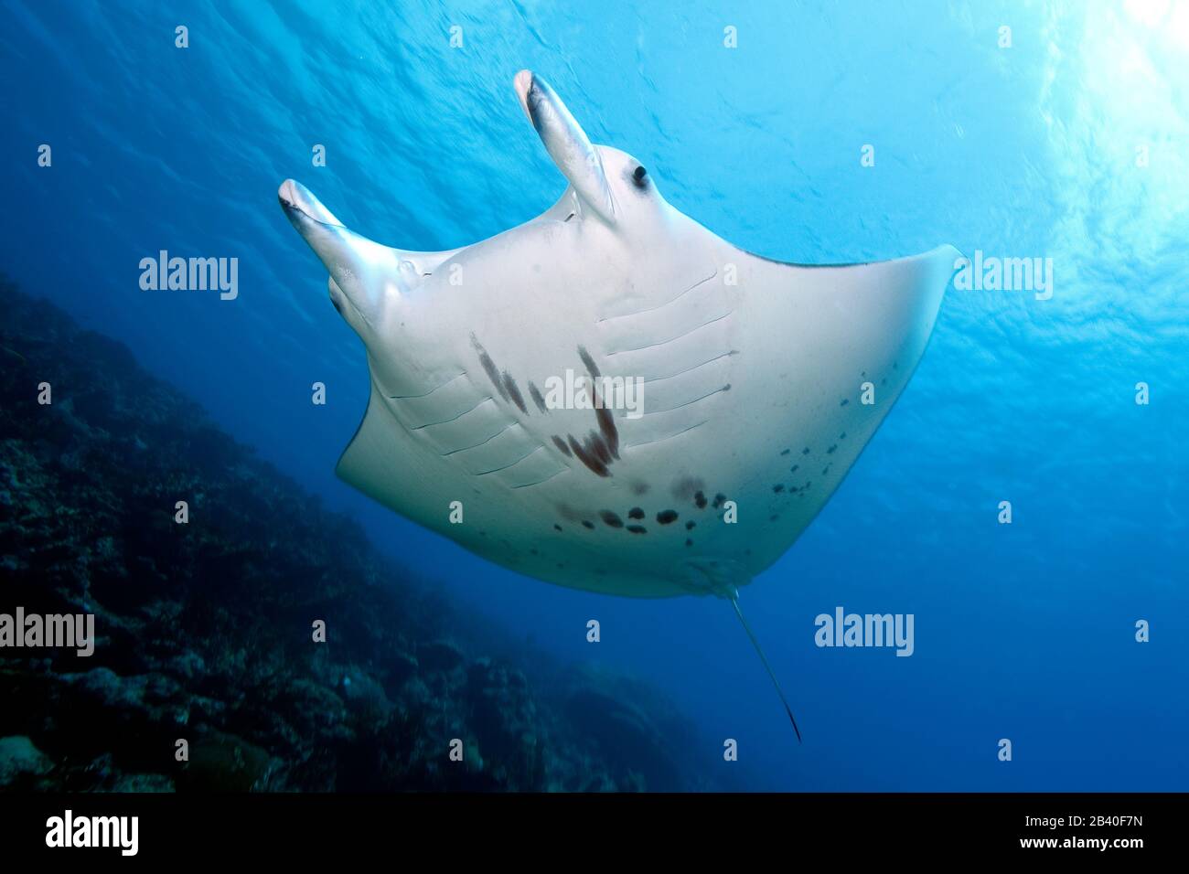 Manta, mantaray Foto Stock