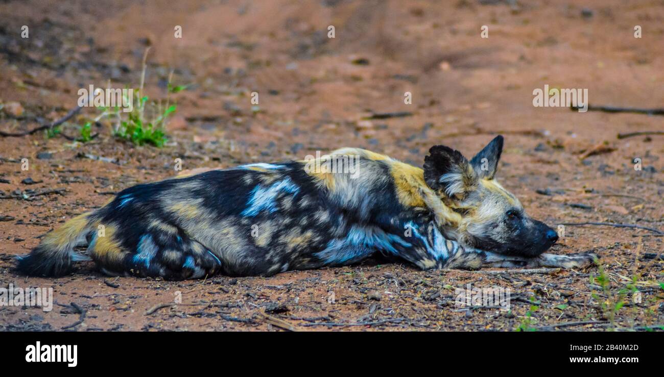 Il cane selvatico africano (Lycaon pictus), noto anche come caccia africana o cane dipinto africano o lupo dipinto in una riserva naturale Foto Stock