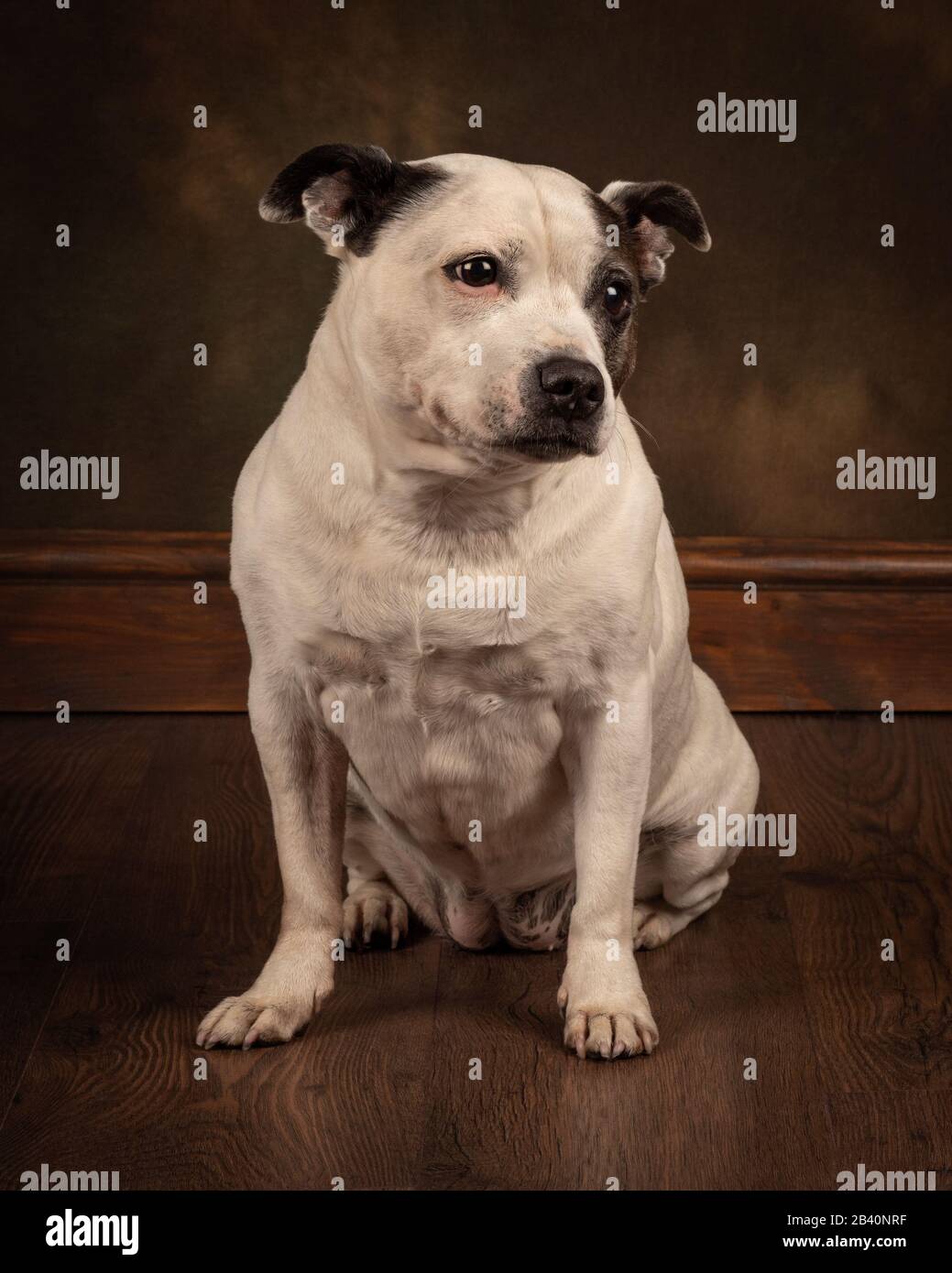 Staffordshire Bull Terrier cane Foto Stock